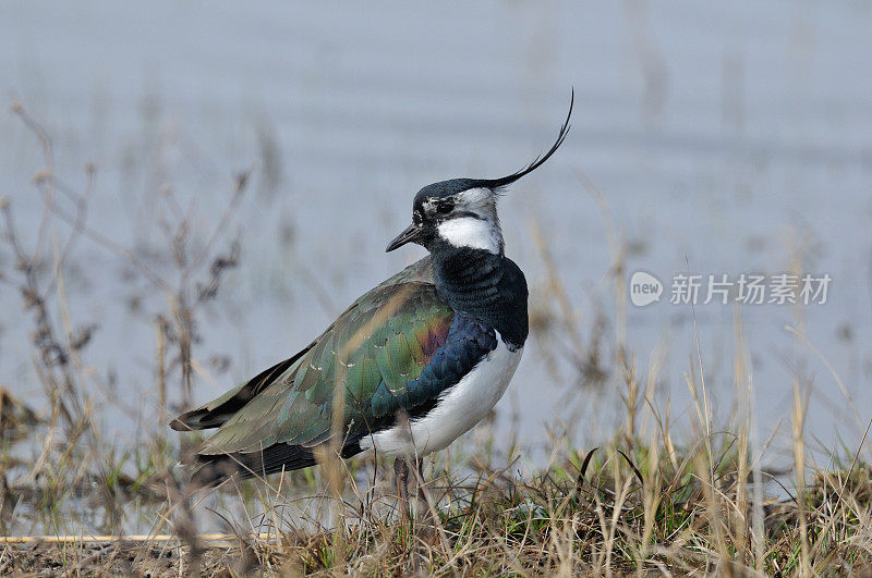 田凫(Vanellus Vanellus)